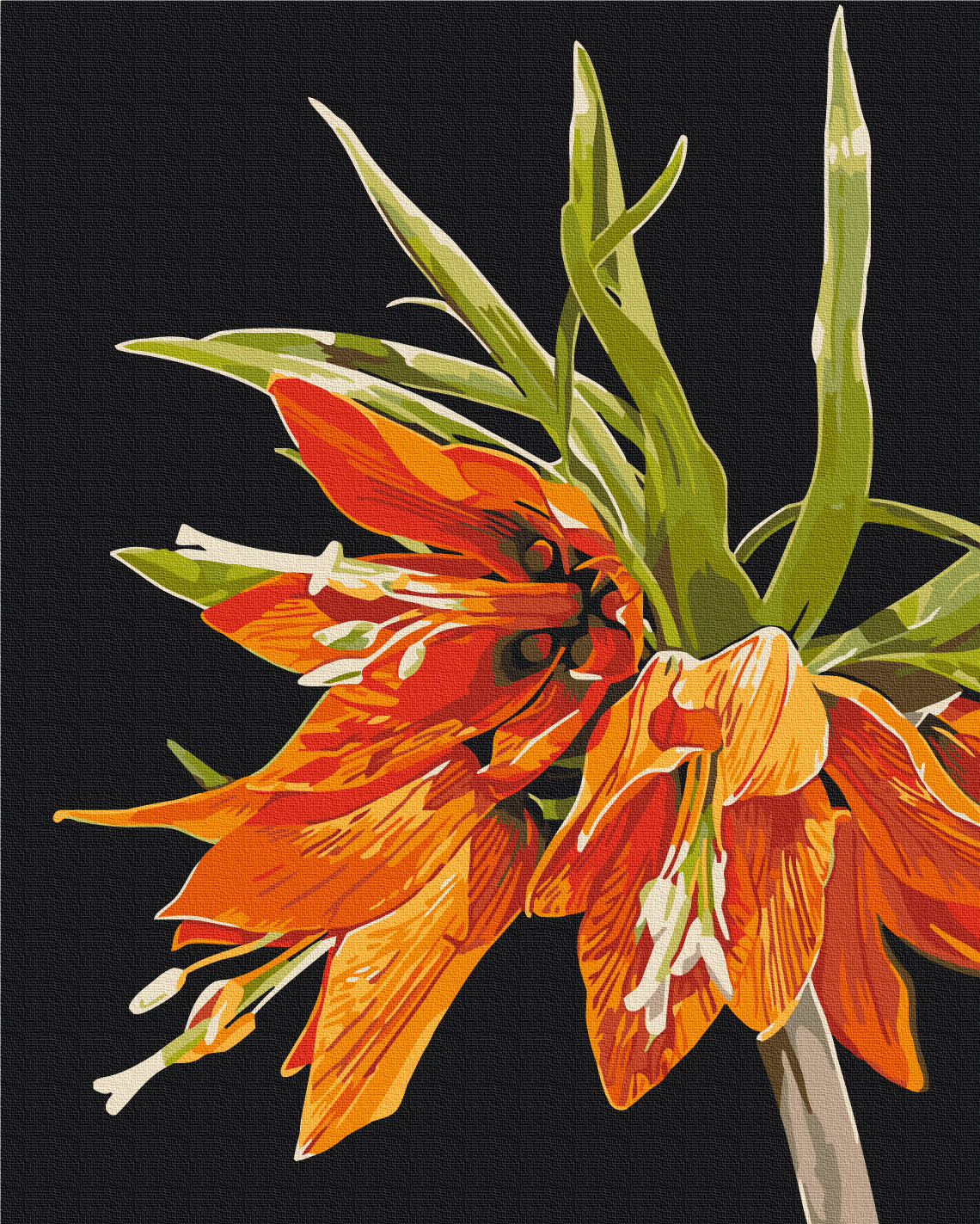 Fritillaria © Anastasiia Osmolovska Paint by Numbers, Brushme
