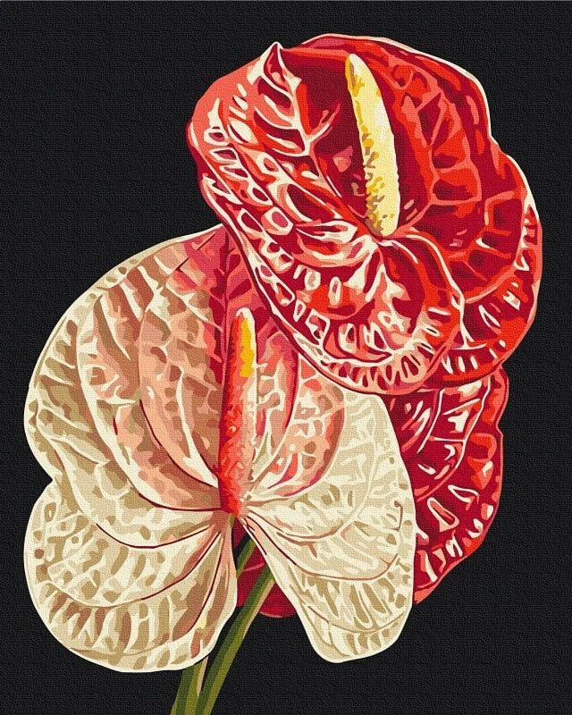 Anthurium © Anastasiia Osmolovska Paint by Numbers, Brushme