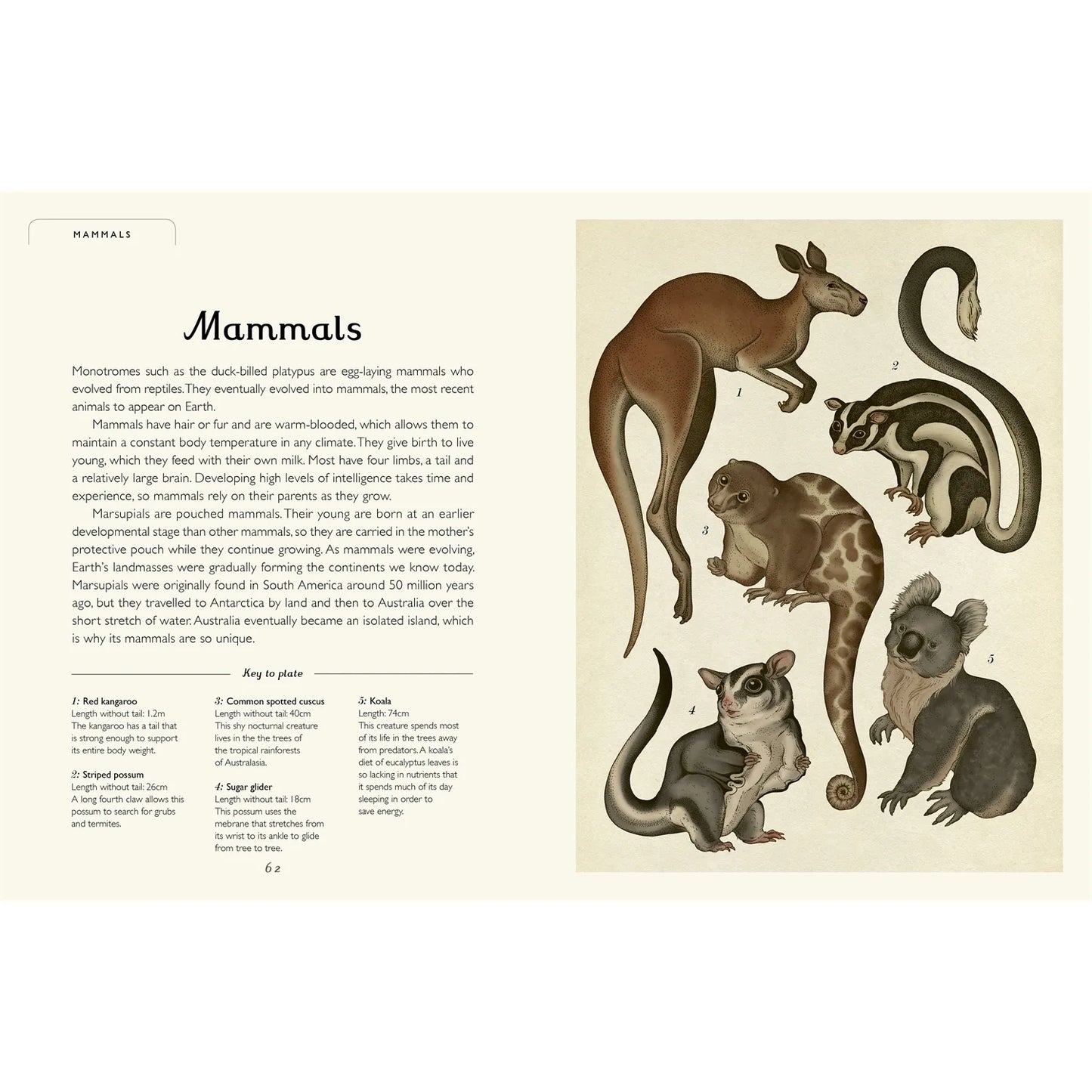 Animalium, Hardback for Kids 7+, English Language