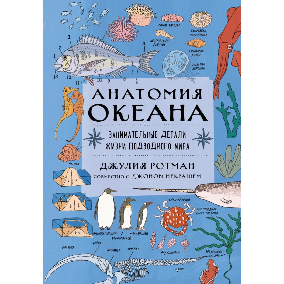 Энциклопедия для подростков на русском языке 9+: «Анатомия океана. Занимательные детали жизни подводного мира» Джулия Ротман