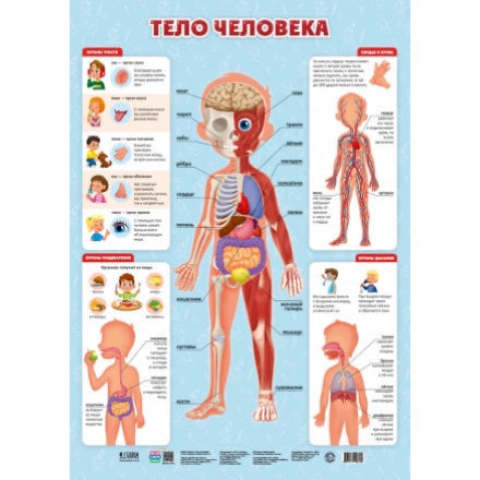 Плакат дидактический. Тело человека. 45х64 см.