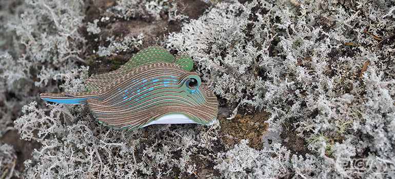 Stingray Eugy