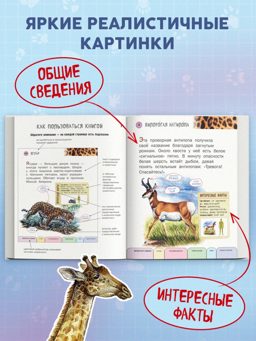 Ананьева Е.Г. "Все животные с крупными буквами". Эксмо