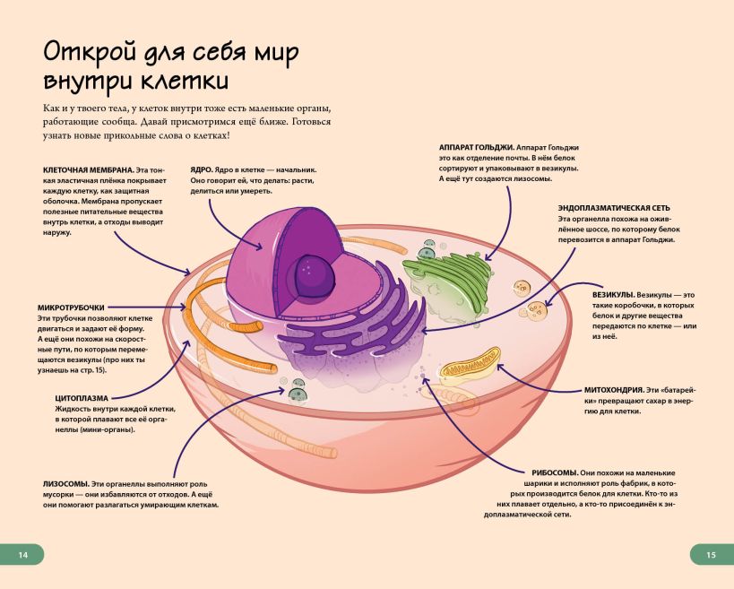 Чой Б. "Тело человека. Домашняя лаборатория для детей". Эксмо