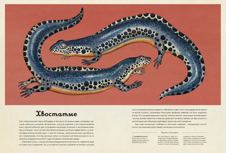 Энциклопедия: Анималиум, Махаон