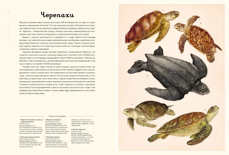 Энциклопедия: Океанариум, Махаон
