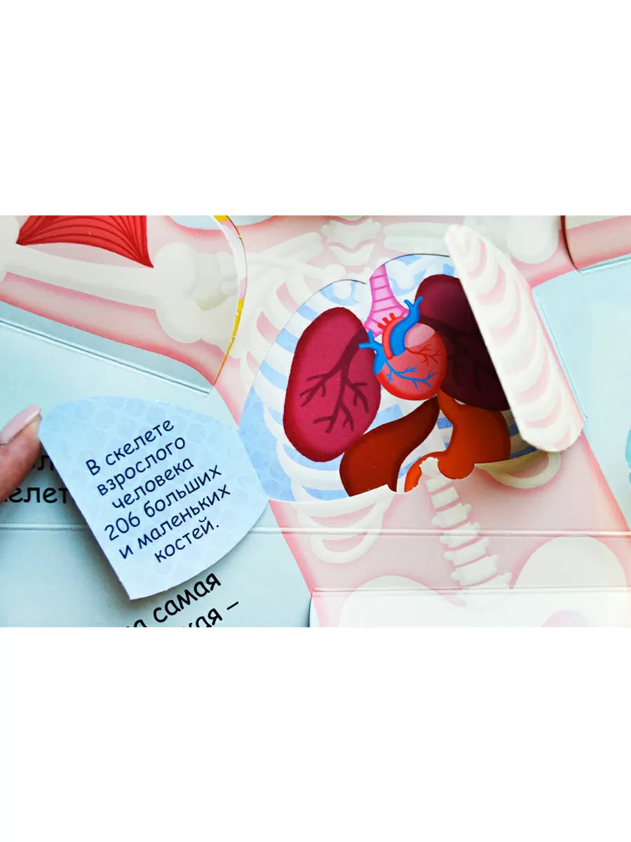 Волшебные окошки. Мое тело.