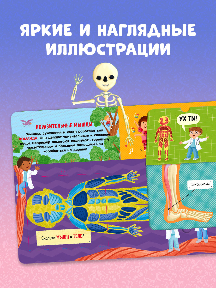 Мосс Рейчел. "Книжка с окошками. Как устроено тело человека. И другие интересные вопросы/Мосс Р.". Клевер