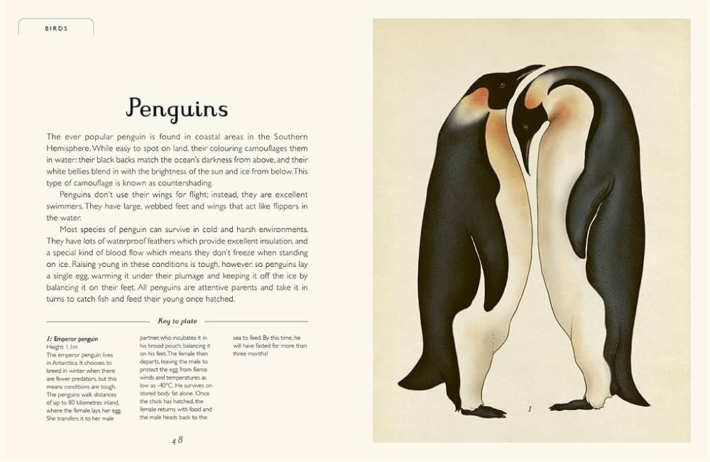 Animalium, Hardback for Kids 7+, English Language
