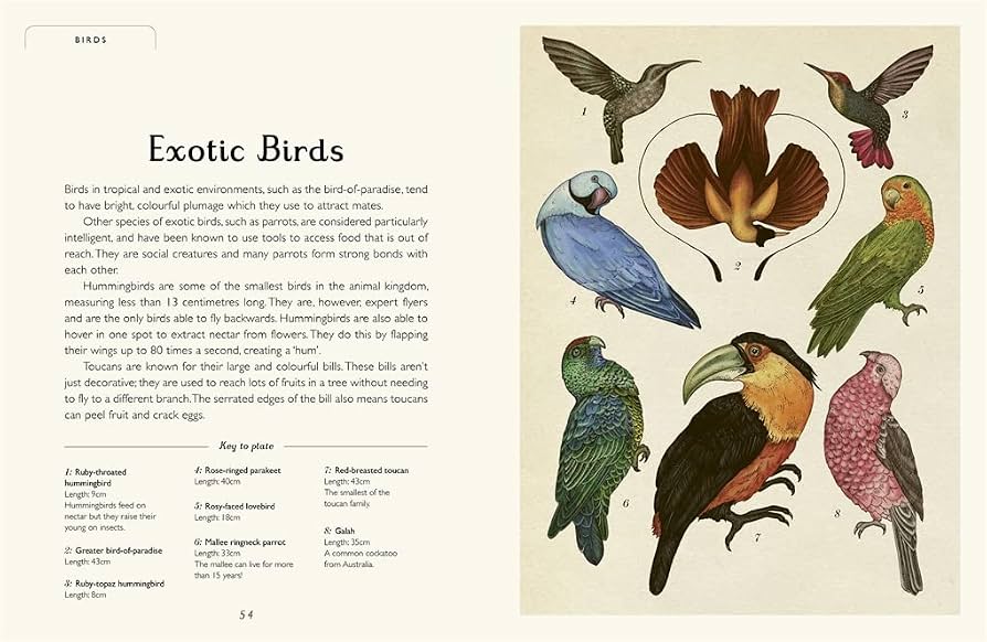 Animalium, Hardback for Kids 7+, English Language