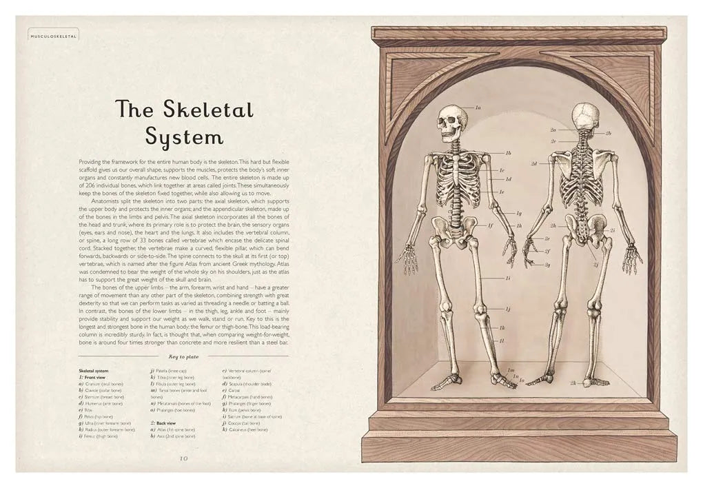 Anatomicum, Hardback for Kids 9+, English Language