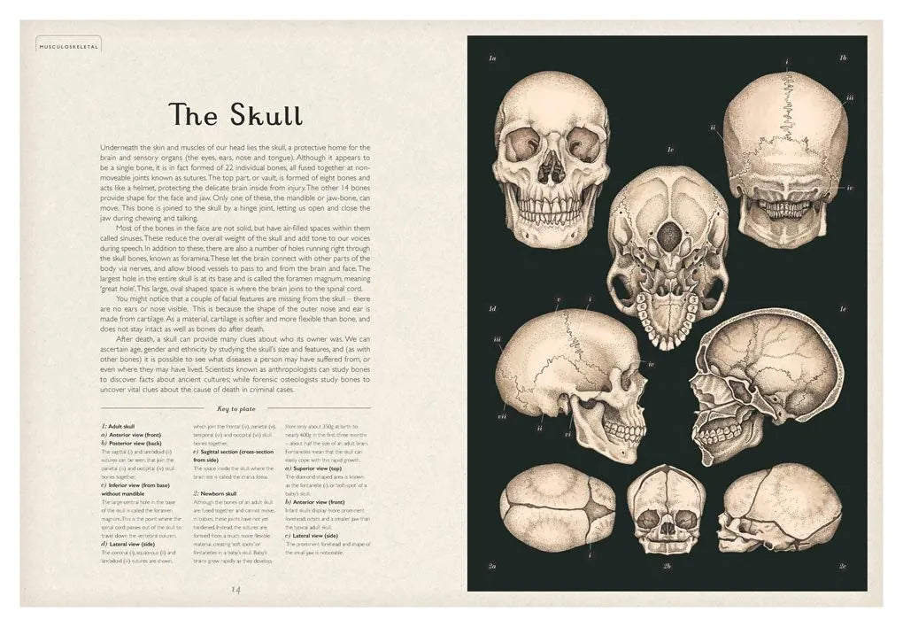 Anatomicum, Hardback for Kids 9+, English Language