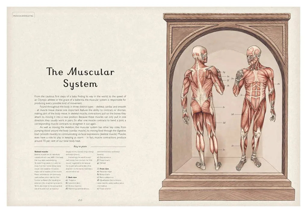 Anatomicum, Hardback for Kids 9+, English Language