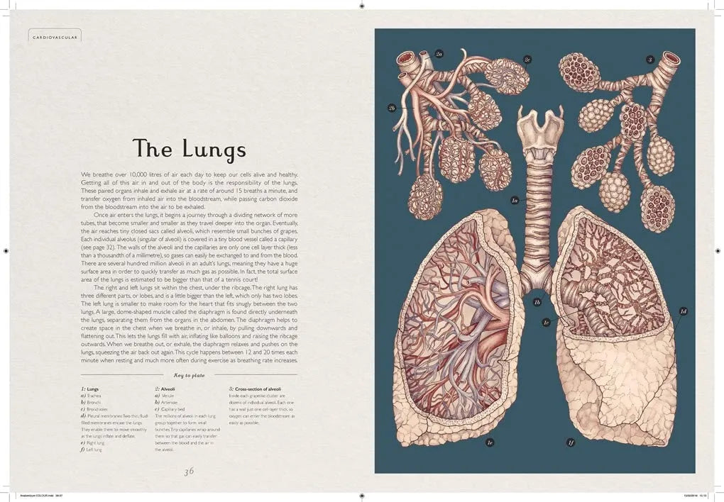 Anatomicum, Hardback for Kids 9+, English Language