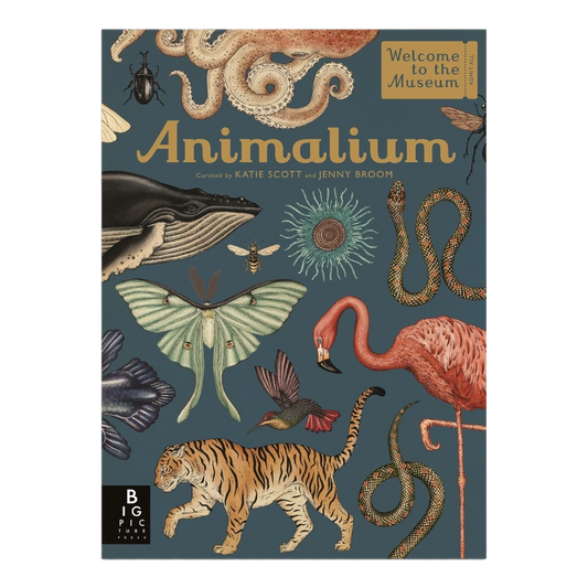 Animalium, Hardback for Kids 7+, English Language