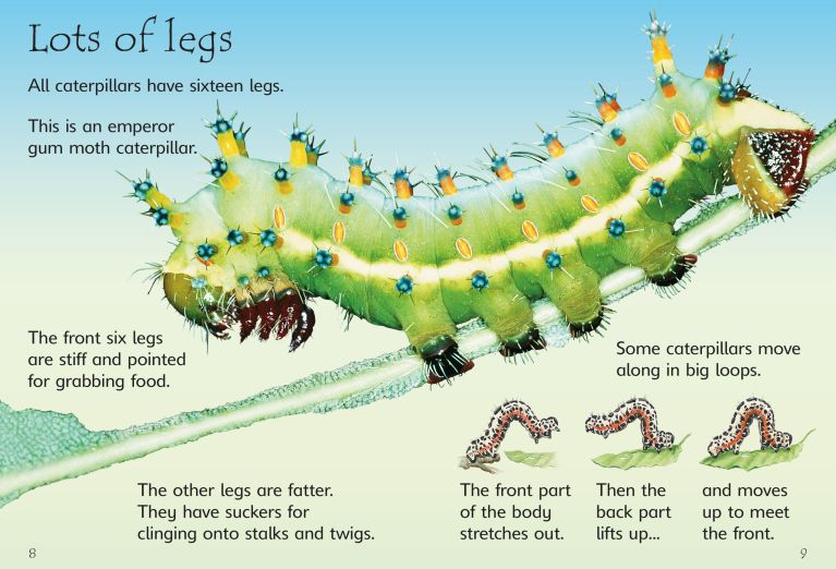 Caterpillars, Bugs And Butterflies, Usborne