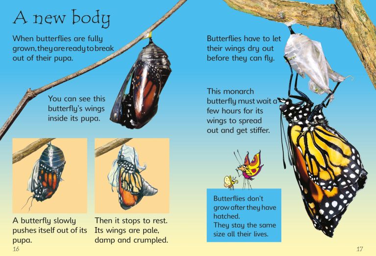 Caterpillars, Bugs And Butterflies, Usborne
