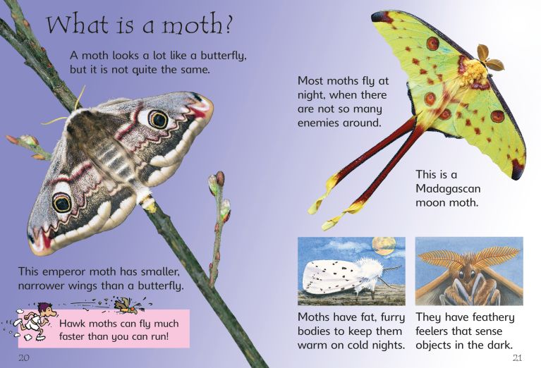 Caterpillars, Bugs And Butterflies, Usborne