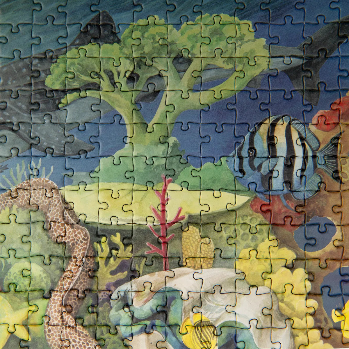Coral Reef Puzzle 1000 pcs: Tout Autour du Monde, Moulin Roty