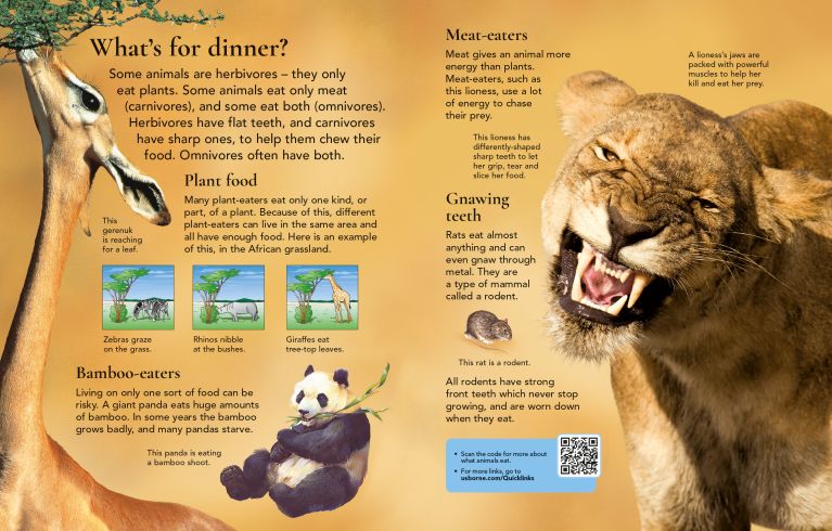 First Encyclopedia Of Animals, Usborne