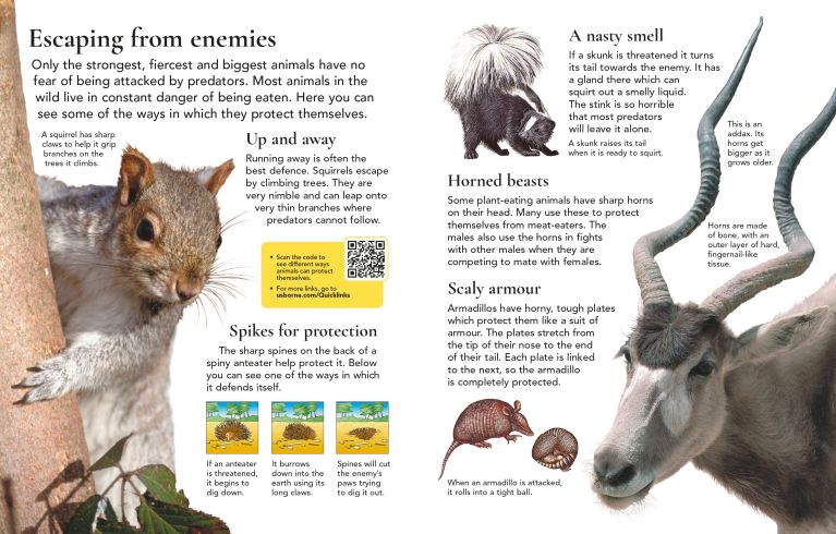 First Encyclopedia Of Animals, Usborne