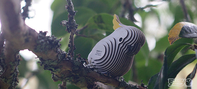 Cockatoo Eugy