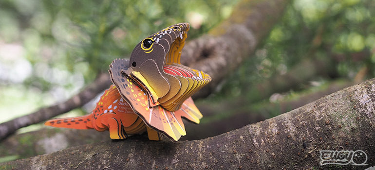 Frilled Lizard