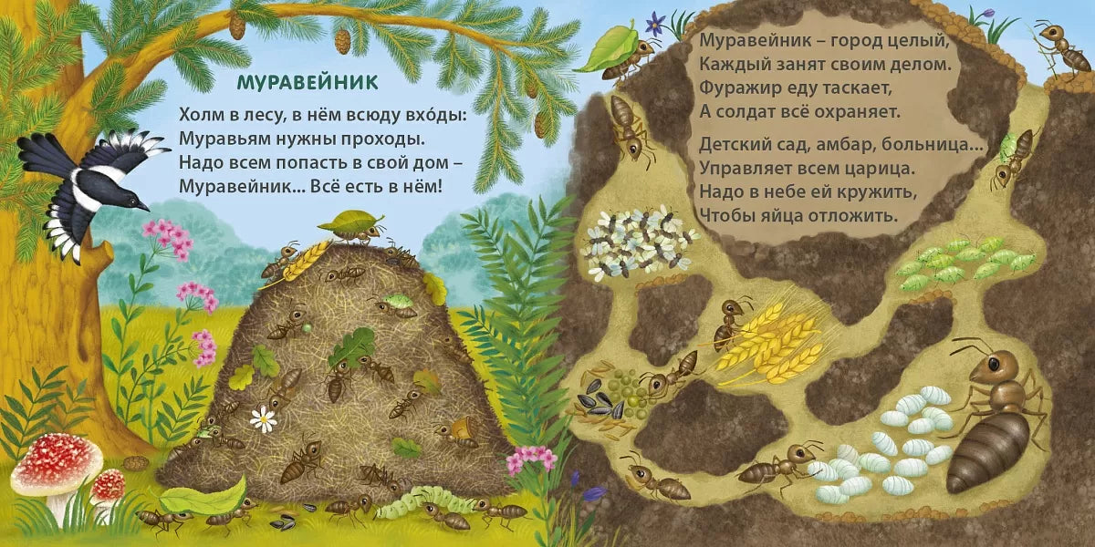 Board Book for Kids 1+: Amazing Animal Homes (RU), Robins