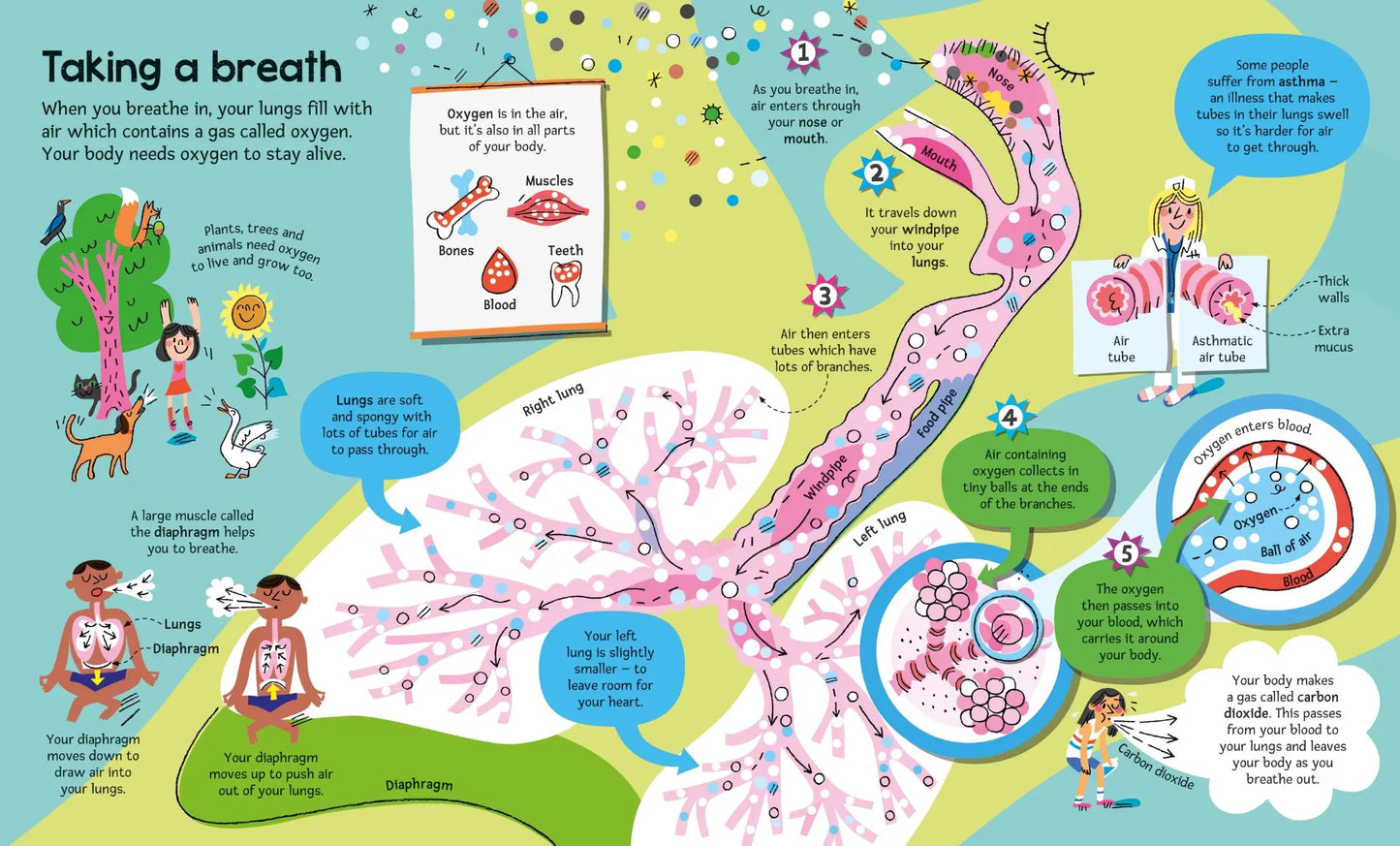 Big Book of the Body, Usborne