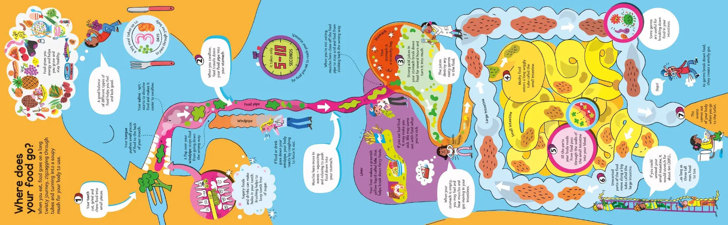 Big Book of the Body, Usborne