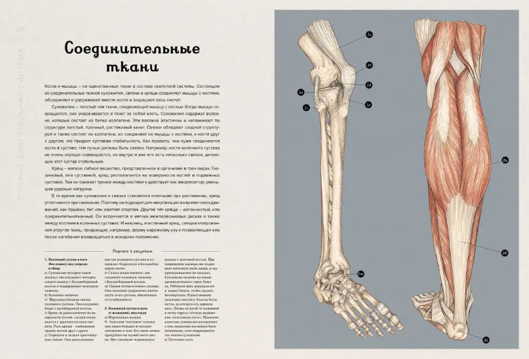 Энциклопедия: Анатомикум, Махаон