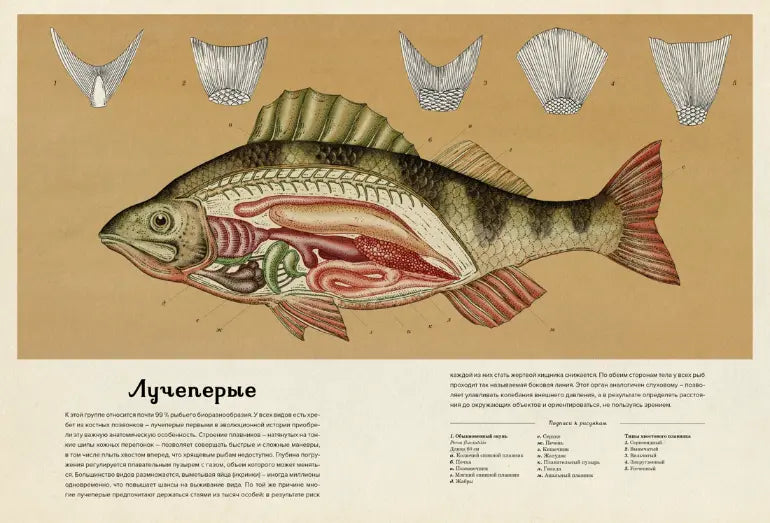 Энциклопедия: Анималиум, Махаон