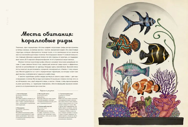 Энциклопедия: Анималиум, Махаон