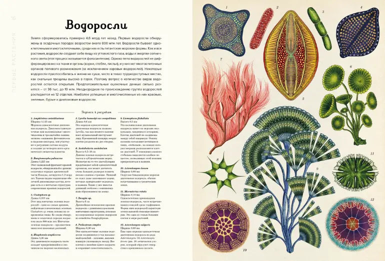 Энциклопедия: Ботаникум, Махаон