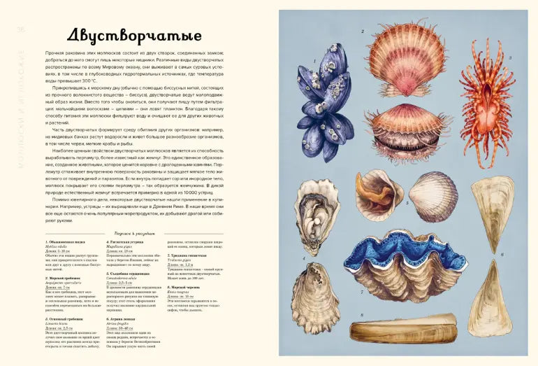 Энциклопедия: Океанариум, Махаон