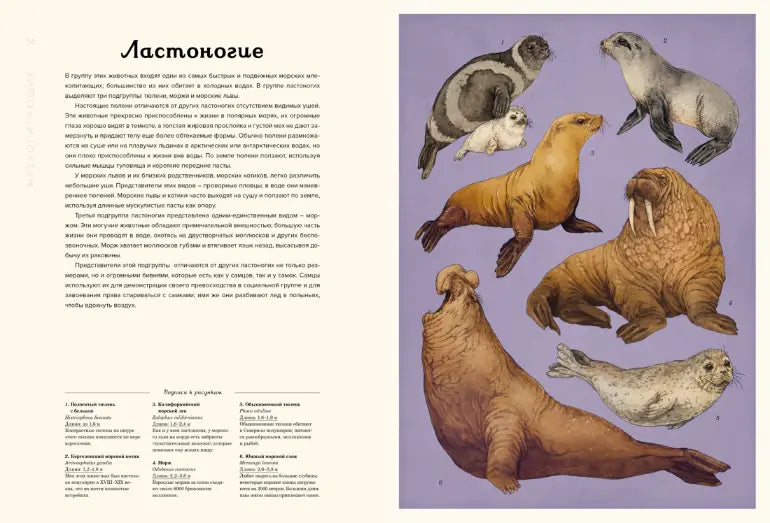 Энциклопедия: Океанариум, Махаон