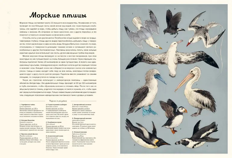 Энциклопедия: Океанариум, Махаон