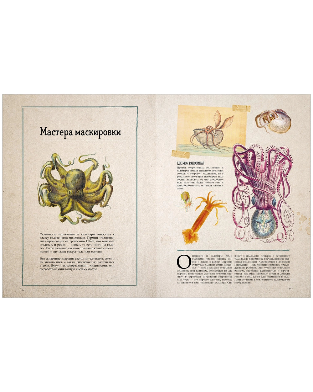 Удивительные энциклопедии: Морские сокровища, Clever