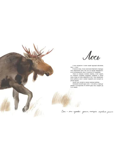 Здравствуй, зима! О. Фадеева