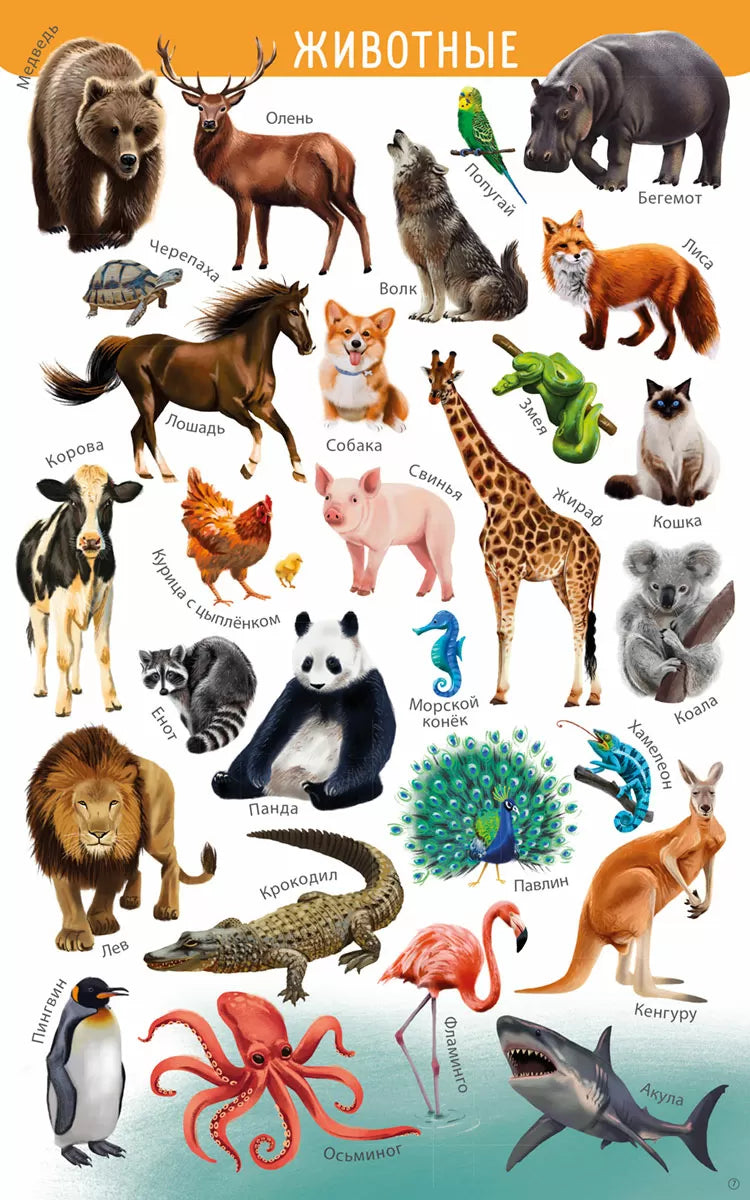 Мои первые развивающие плакаты. Робинс